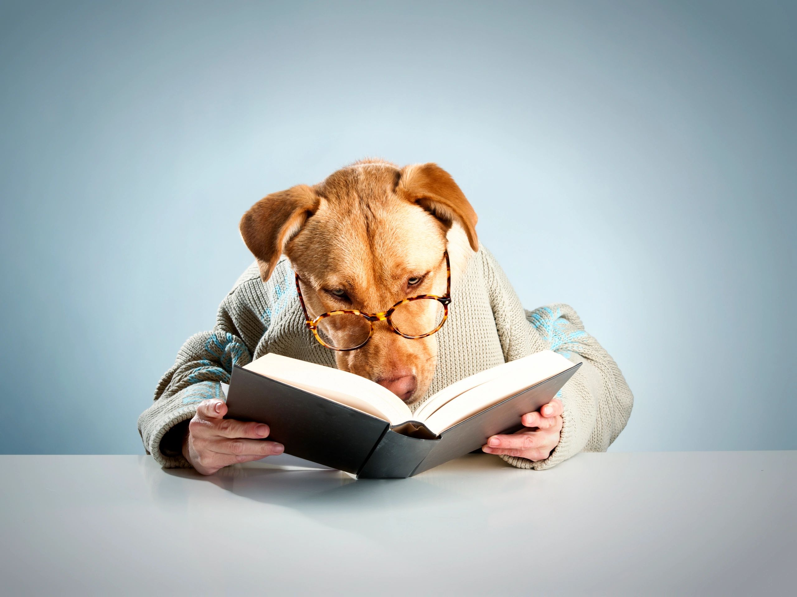 Dog appearing to read a book